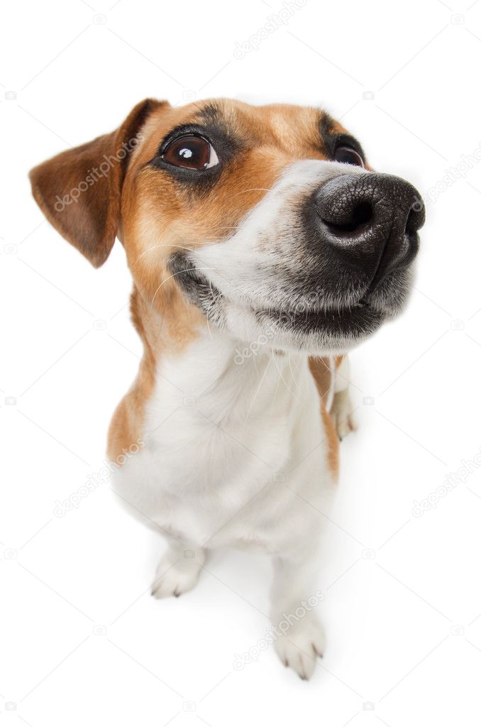 dog named jimmy fallon